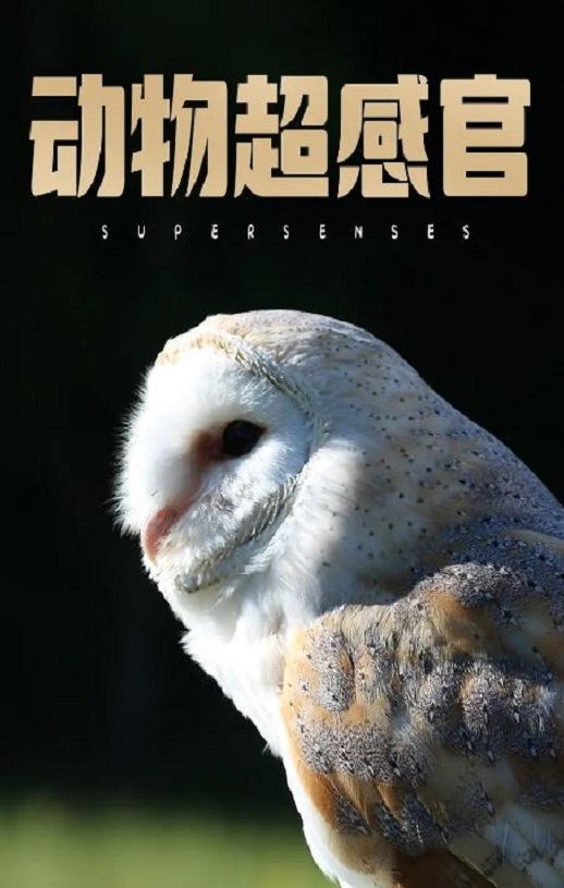 《动物超感官》2020年电视剧高清电影播放链接下载_磁力下载