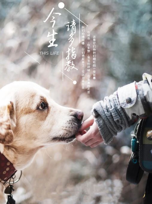 《今生，请多指教》2018年电视剧高清电影迅雷百度云下载_磁力下载
